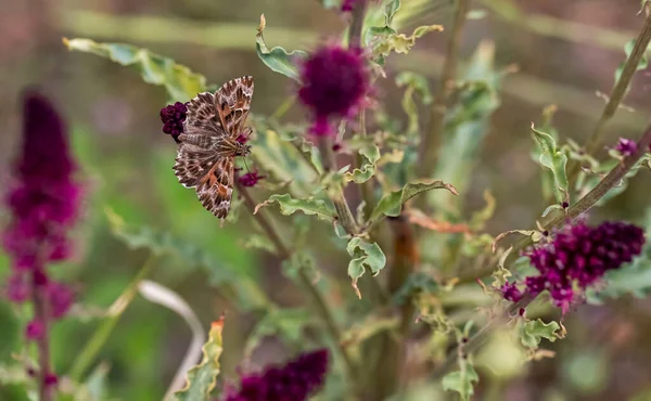 Malvavisco Mariposa Animosa Carcharodus Alceae — Foto de Stock