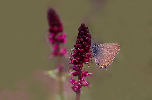 Ame Grande Borboleta Satyrium Comigo — Fotografia de Stock