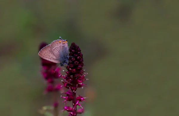 Love Big Butterfly Satyrium — ストック写真