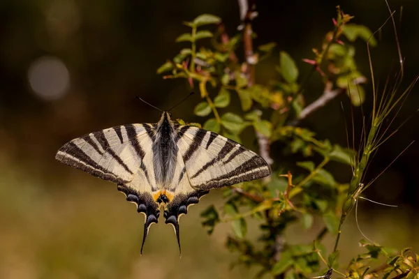 Plum Swallowtail Butterfly Iphiclides Podalirius — Stock Photo, Image