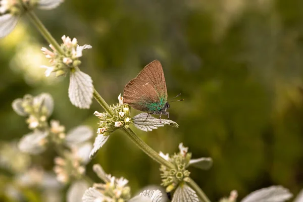 Emerald Butterfly Callophrys Rubi — стокове фото