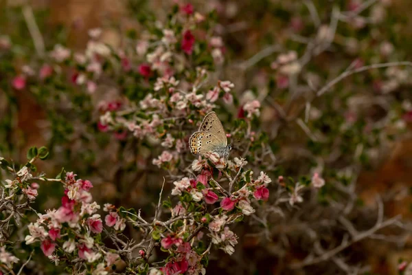 Kis Pöttyös Szerelem Pillangó Satyrium Leder Növényen — Stock Fotó