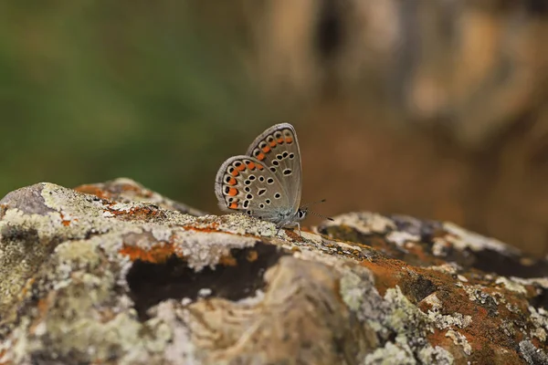 Anatolian Brown Eye Πεταλούδα Plebejus Modicus Βράχο Στο Έδαφος — Φωτογραφία Αρχείου