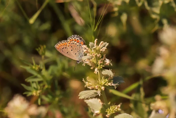 Borboleta Anatolian Brown Eye Plebejus Modicus — Fotografia de Stock