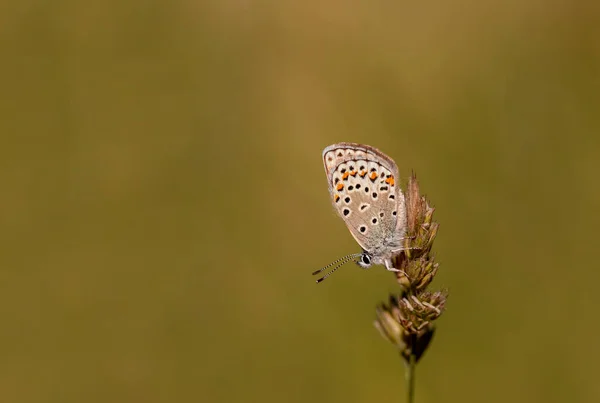 Motyl Brunatny Plebejus Sephirus Roślinach — Zdjęcie stockowe