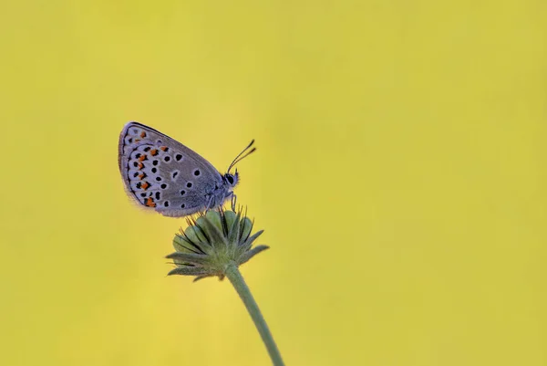 Balcãs Borboleta Olhos Castanhos Plebejus Sephirus Plantas — Fotografia de Stock