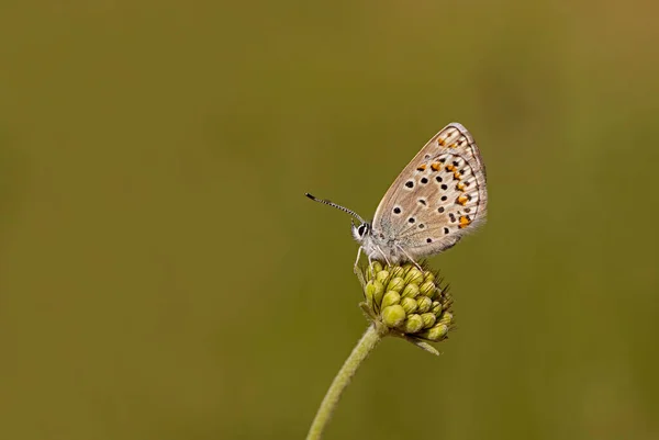 Balkan Kahverengi Gözlü Kelebeği Plebejus Sefirüsü Bitkiyle Ilgili — Stok fotoğraf