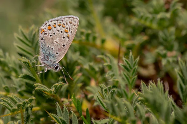 Papillon Brun Des Balkans Plebejus Sephirus Sur Plante — Photo