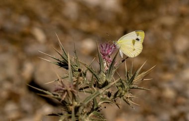 Krper 'in Beyaz Melek Kelebeği / Pieris Kruvazörü