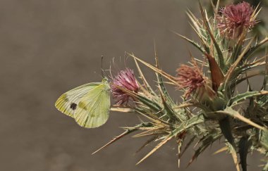 Krper 'in Beyaz Melek Kelebeği / Pieris Kruvazörü