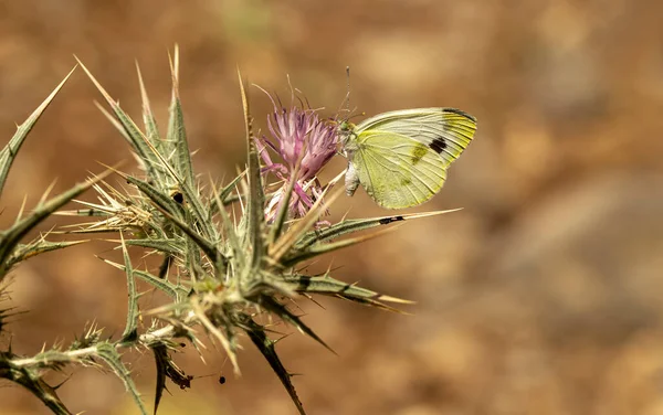 Krper White Angel蝶 Pieris Cruker — ストック写真