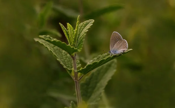 Petit Papillon Kupid Cupido Minimus — Photo