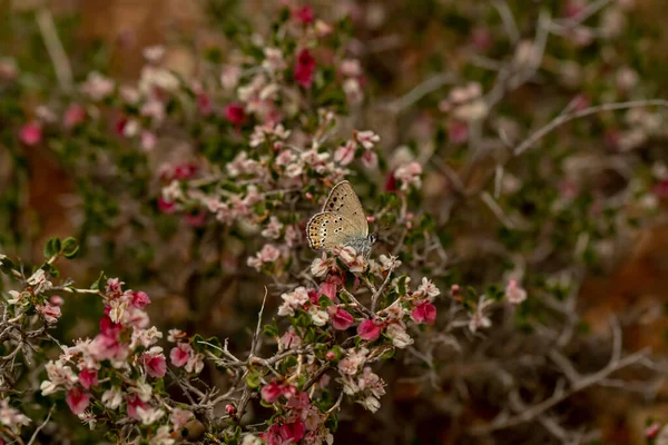 Little Spotted Love Butterfly Satyrium Leder — 스톡 사진