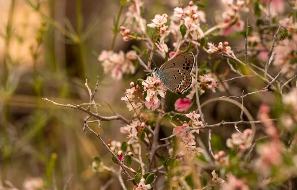 Little Spotted Love Butterfly Satyrium Leder — 스톡 사진