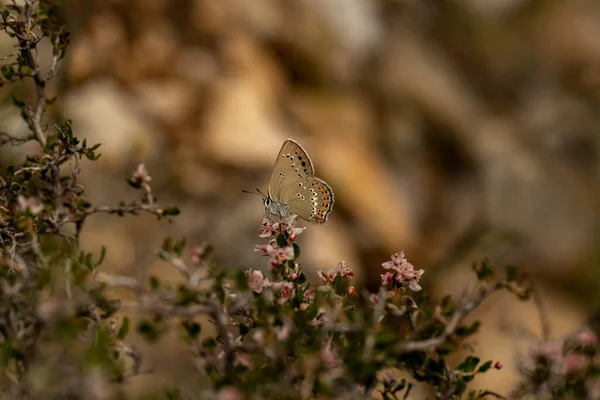 Little Spotted Love Butterfly Satyrium Leder — 스톡 사진