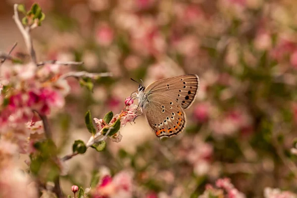 Little Spotted Love Butterfly Satyrium Leder — 스톡 사진