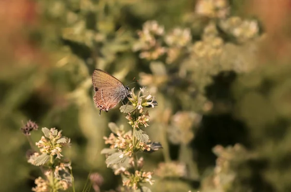 Love Butterfly Satyrium Abdominalis — 스톡 사진