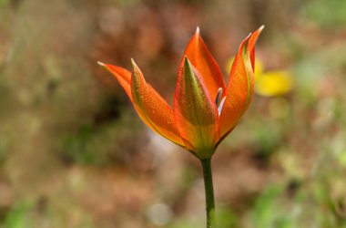 Turuncu Manisa Dağı Lale Çiçeği