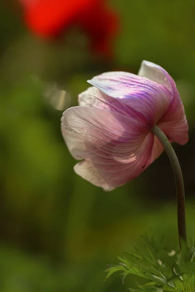 Цветок Сиреневого Горного Тюльпана Анемона — стоковое фото