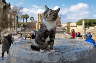 Türkiye / İzmir / Seluk 27 Mart 2019 Efes tarihi kent ve kedisi.