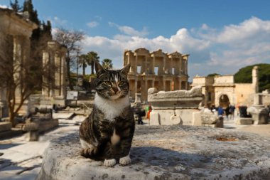 Türkiye / İzmir / Seluk 27 Mart 2019 Efes tarihi kent ve kedisi.