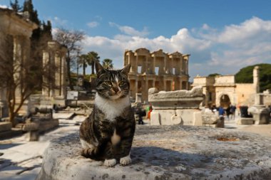 Turkey / Izmir / Seluk 27 March 2019 Ephesus historical ancient city and its cat. clipart