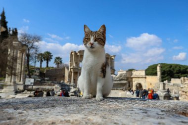 Türkiye / İzmir / Seluk 27 Mart 2019 Efes tarihi kent ve kedisi.