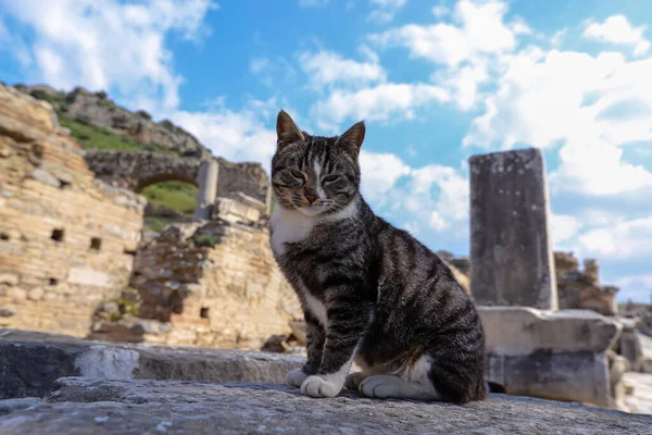 Türkei Izmir Seluk März 2019 Ephesus Historische Antike Stadt Und — Stockfoto