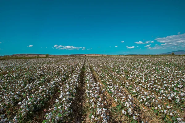 Mavi, bulutlu gökyüzü ve pamuk tarlası hasat için hazır.