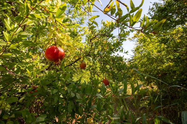 Pomegranates Ripening Pomegranate Garden Izmir Menemen Plain — Stock Photo, Image