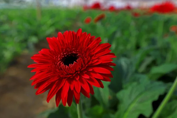 温室で栽培された新鮮なガーベラの花 — ストック写真