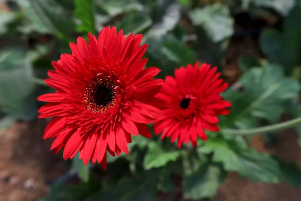 Świeże Kwiaty Gerbery Uprawiane Szklarni — Zdjęcie stockowe