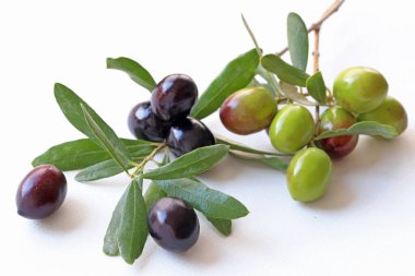 Beyaz arka planda zeytin dalı ve zeytin.