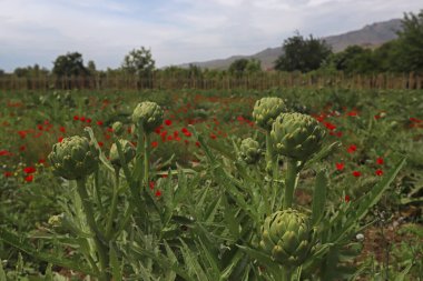 Enginar tarlasında taze enginarlar olgunlaştı..