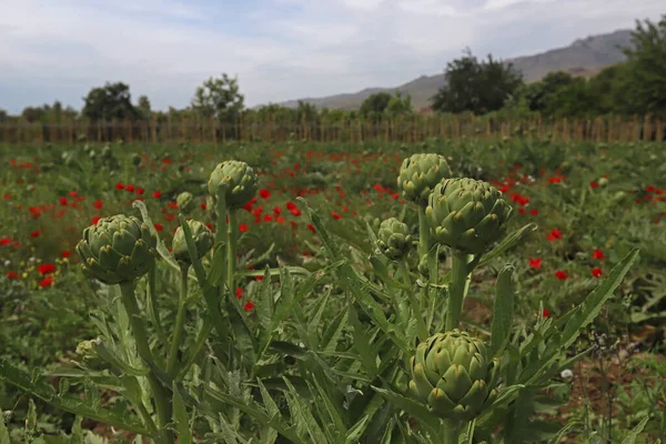 Enginar tarlasında taze enginarlar olgunlaştı..