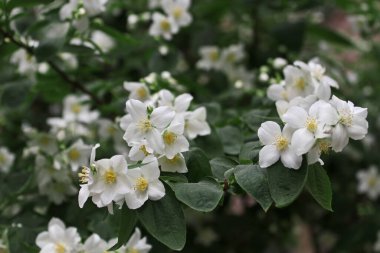 Elma ağacı ve çiçek; Malus domestica