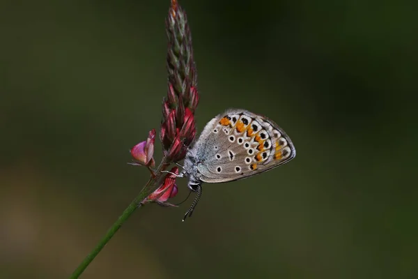 Papillon Oculaire Brun Anatolien Plebejus Modicus — Photo
