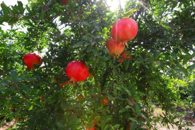 Nar bahçesi ve doğal kırmızı nar..