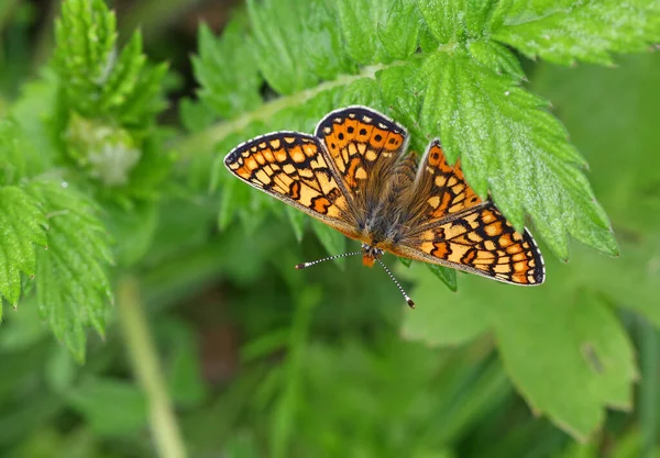 Borboleta Nazuum Euhidrata Aurínia — Fotografia de Stock