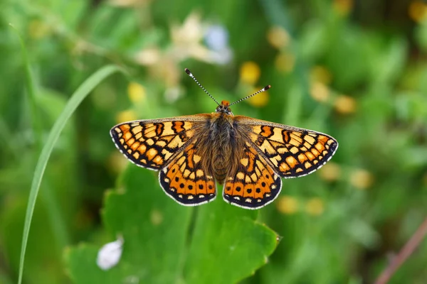 Borboleta Nazuum Euhidrata Aurínia — Fotografia de Stock