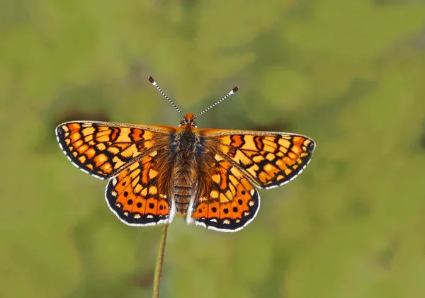 Nazuum Vlinder Euphydryas Aurinia — Stockfoto
