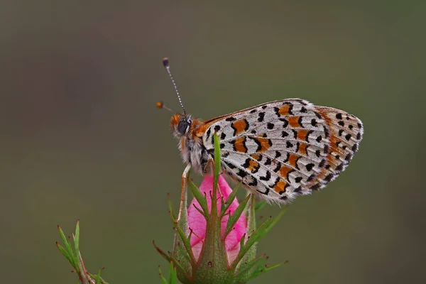 Piękny Motyl Parhan Melitaea Syriaca — Zdjęcie stockowe