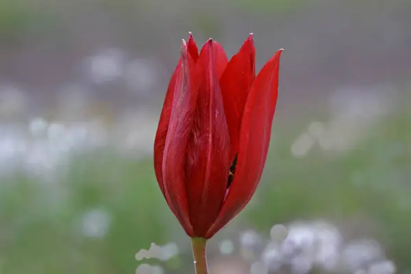 Тюльпаны Растущие Горах Манисы — стоковое фото