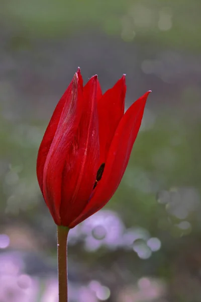 Tulpen Wachsen Manisa Spilberg — Stockfoto