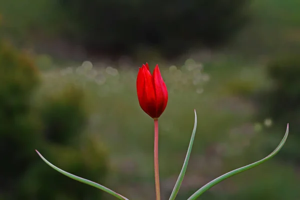 Tulipanes Creciendo Manisa Spil Mountain —  Fotos de Stock
