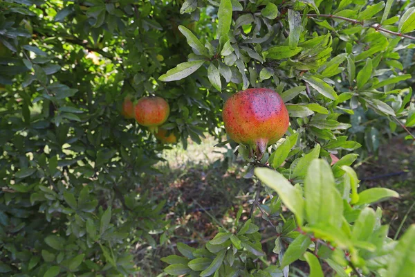 Nar Bahçesi Doğal Kırmızı Nar — Stok fotoğraf