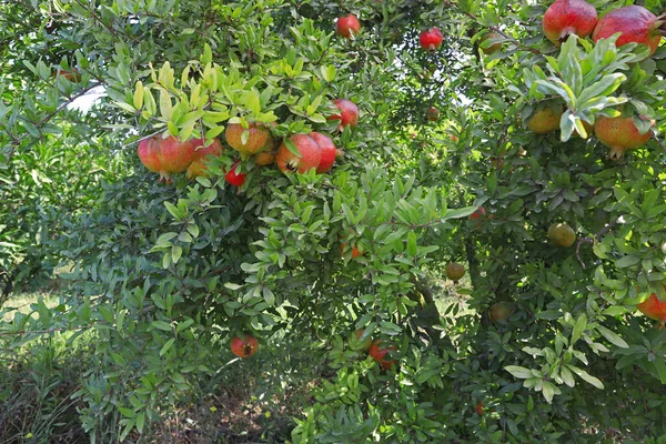 Ogród Granatowy Naturalne Czerwone Granaty — Zdjęcie stockowe