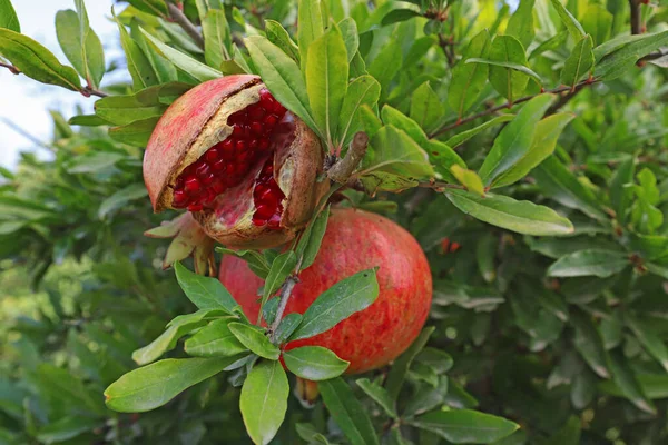 Nar Bahçesi Doğal Kırmızı Nar — Stok fotoğraf