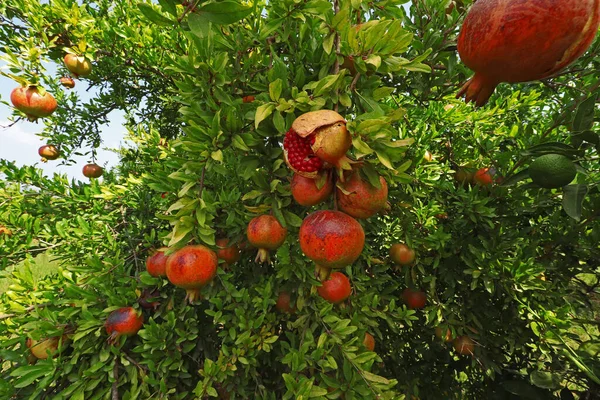 Κήπος Ρόδι Και Φυσικά Κόκκινα Ρόδια — Φωτογραφία Αρχείου