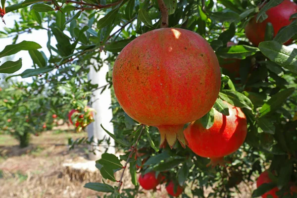 Κήπος Ρόδι Και Φυσικά Κόκκινα Ρόδια — Φωτογραφία Αρχείου